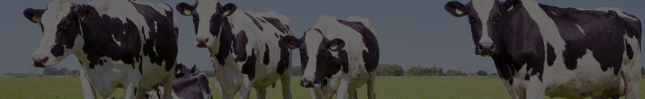 Background do leilão