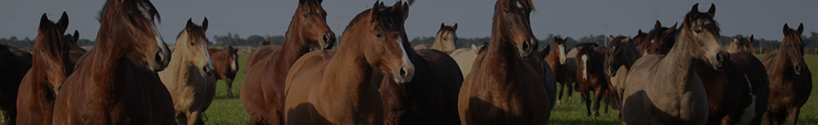 Background do leilão