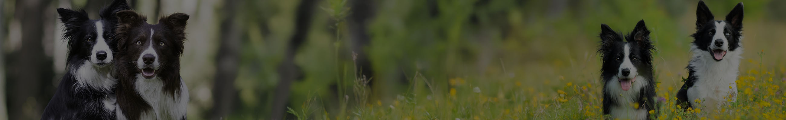 Background do leilão