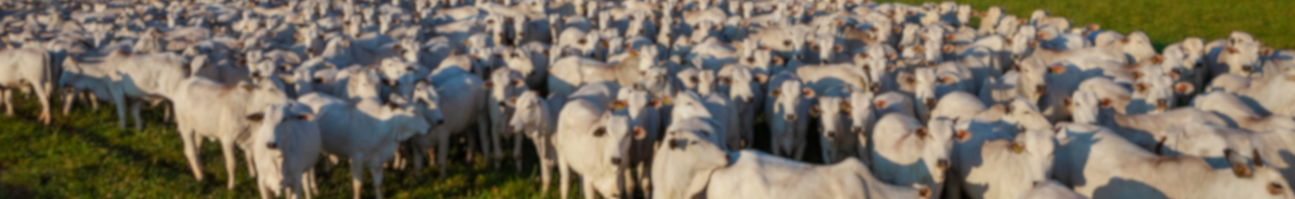 Background do leilão