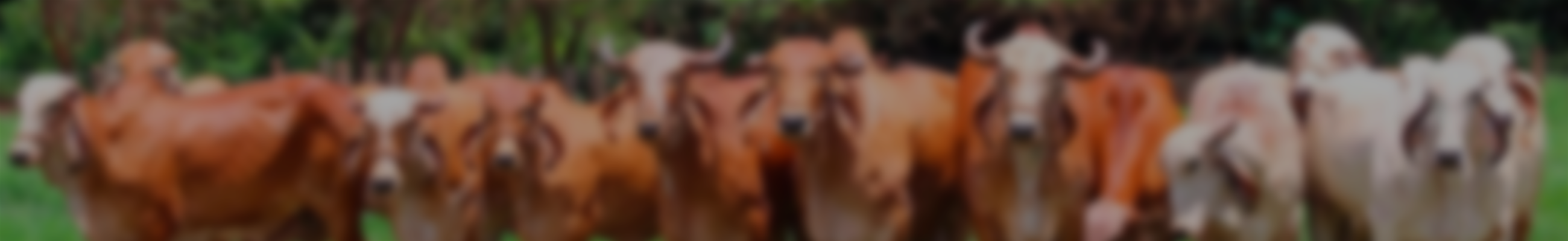 Background do leilão