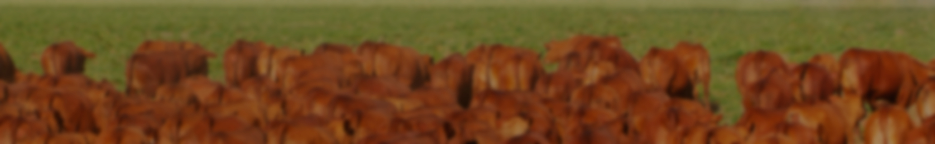 Background do leilão