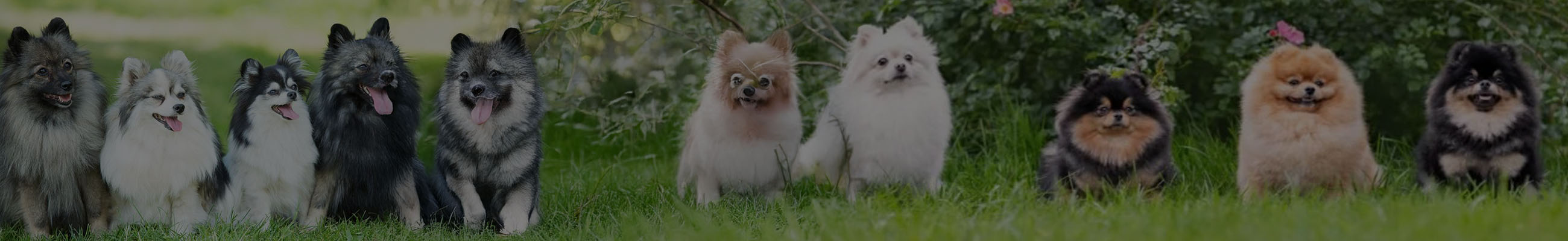 Background do leilão