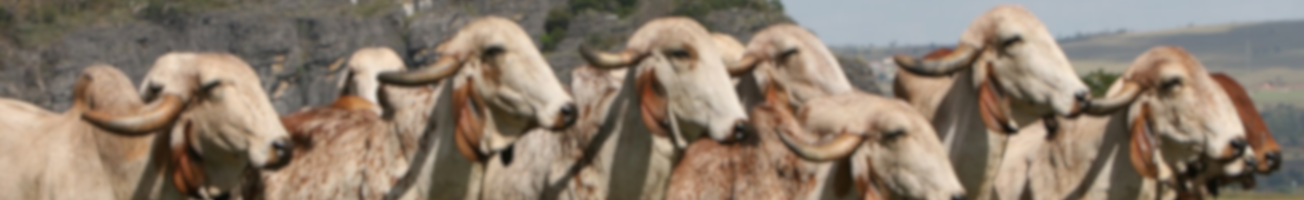 Background do leilão