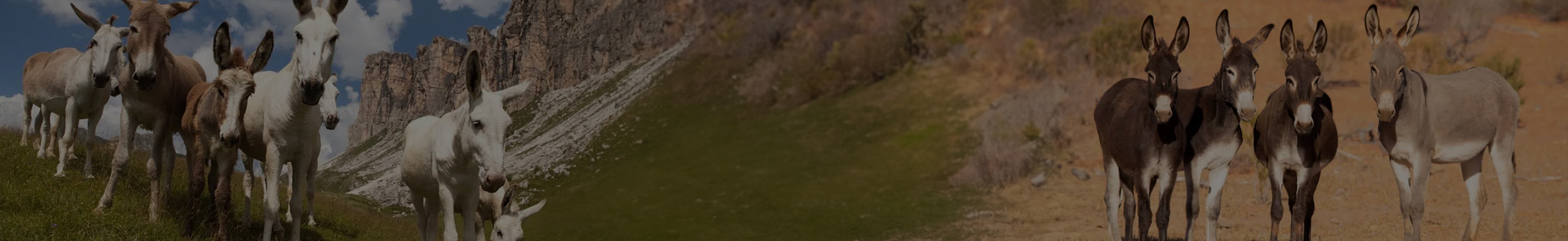 Background do leilão