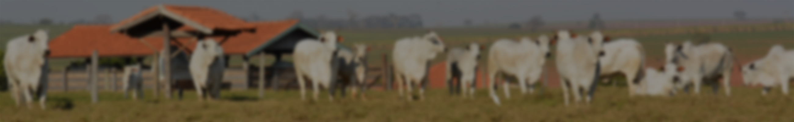 Background do leilão