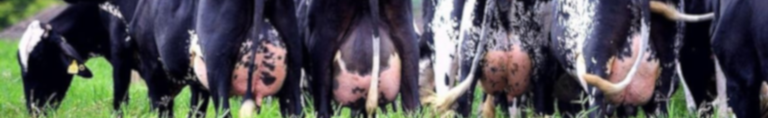 Background do leilão