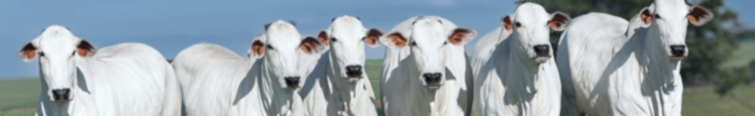 Background do leilão