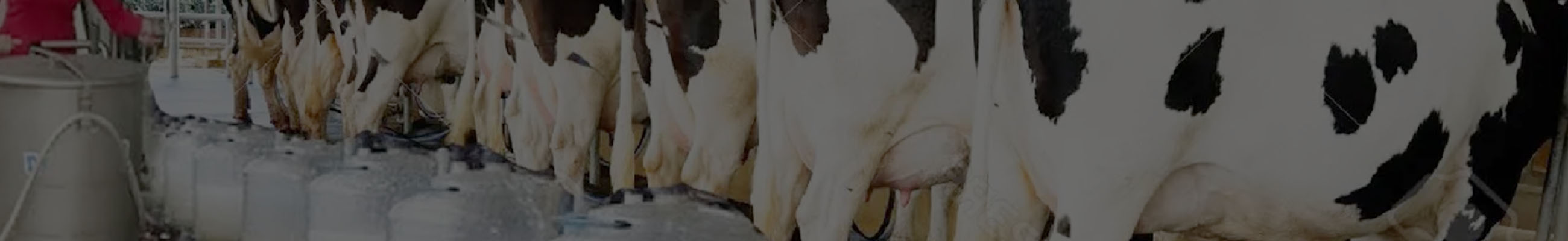 Background do leilão