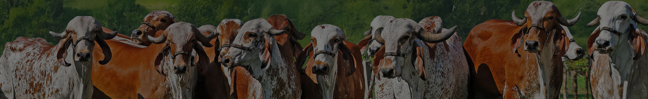 Background do leilão