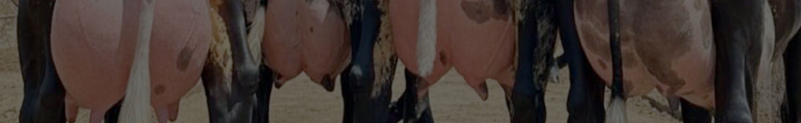 Background do leilão