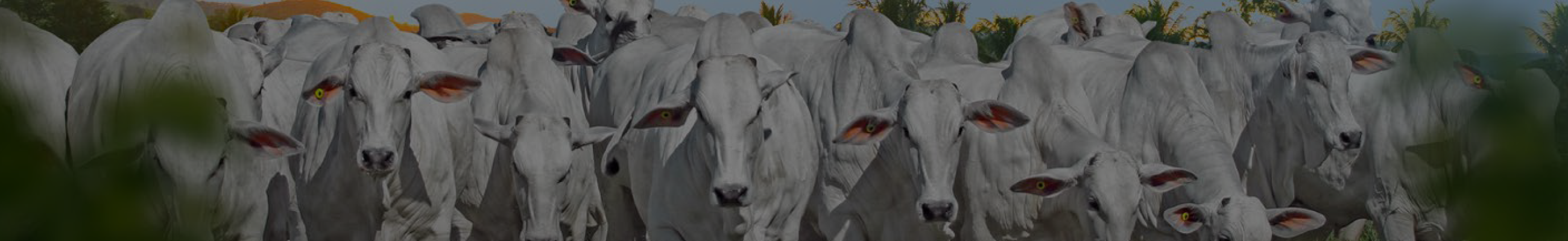 Background do leilão